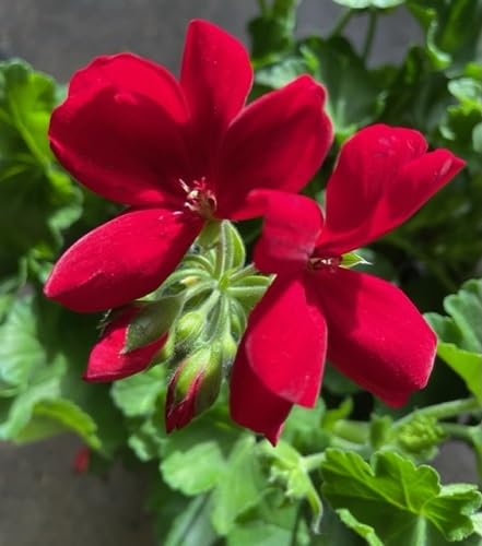 Red Climbing Geranium Flower Seeds – Heirloom Non-GMO High Germination Organic Garden Seeds for Planting