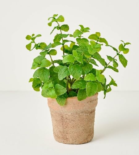 Semillas de menta, reliquia, no modificadas genéticamente, de alta germinación, semillas de jardín orgánicas para plantar