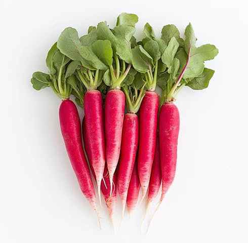 Red Radish Seeds – Heirloom, Non-GMO, High Germination Organic Garden Seeds Planting