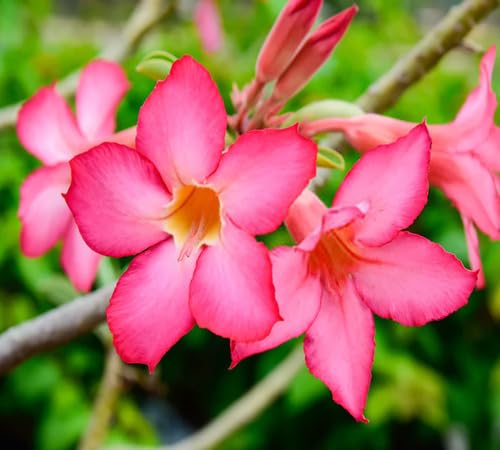 Adenium Flower Seeds for Planting – Heirloom Non-GMO High Germination Organic Garden Seeds