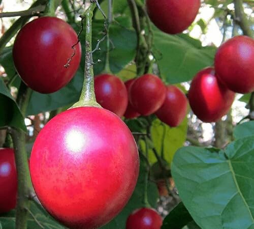 Red Tamarillo Seeds – Heirloom, Non-GMO, High Germination Organic Garden Seeds Planting