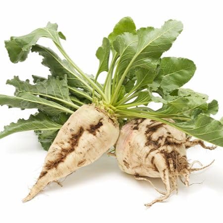 White Beetroot Seeds – Heirloom, Non-GMO, High Germination Organic Garden Seeds Planting