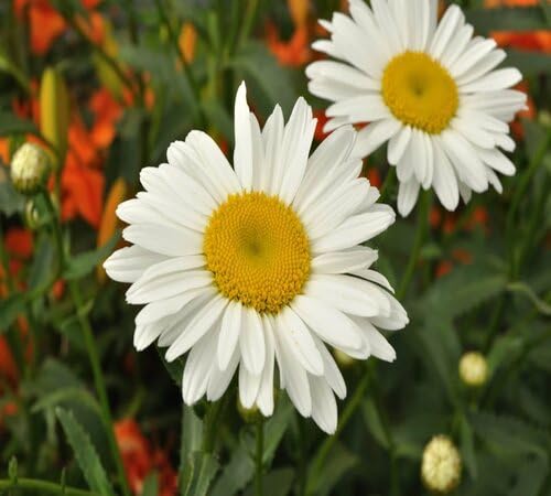 White Leucanthemum Flower Seeds Heirloom Non-GMO High Germination Organic Garden Seeds for Planting