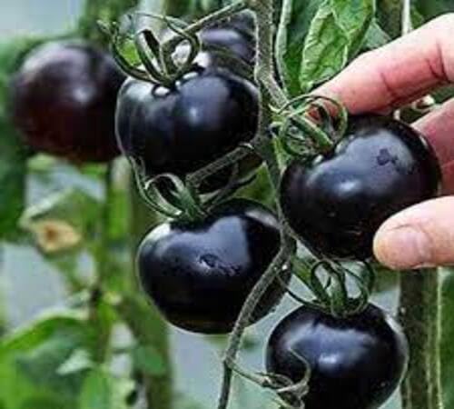 Tomato Growing Black Seeds – Heirloom, Non-GMO, High Germination Organic Garden Seeds