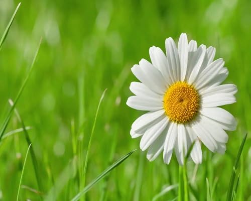 Daisy Flower Seeds White Heirloom Non-GMO High Germination Organic Garden Seeds for Planting
