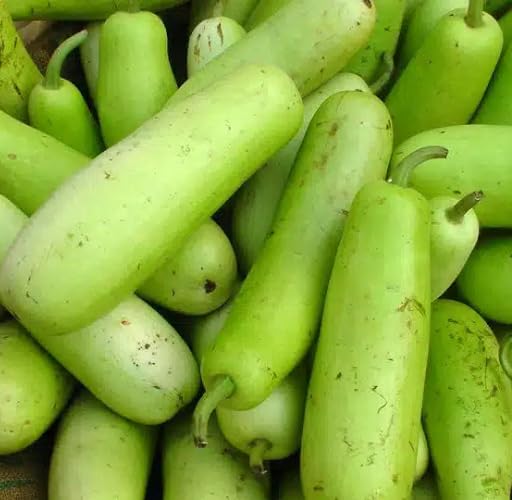Giant Bottle Gourd Green Seeds – Heirloom, Non-GMO, High Germination Organic Garden Seeds Planting