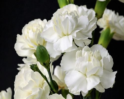 Carnation Flower Seeds – Heirloom, Non-GMO, High Germination Organic Garden Seeds for Planting