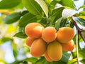 Alphonso Mango Fruit Seeds – Heirloom Hapus Variety Non-GMO High Germination Organic Garden Seeds for Planting