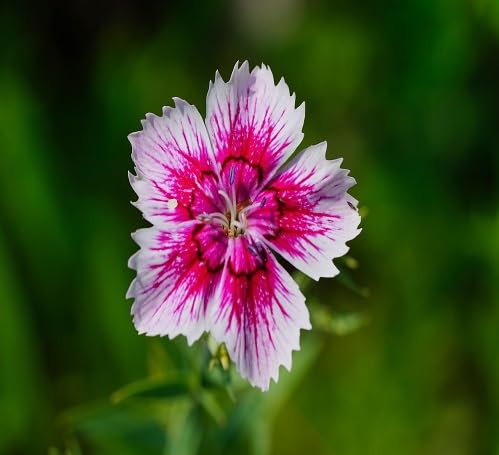 Pink White Dianthus Flower Seeds Heirloom Non-GMO High Germination Organic Garden Seeds for Planting