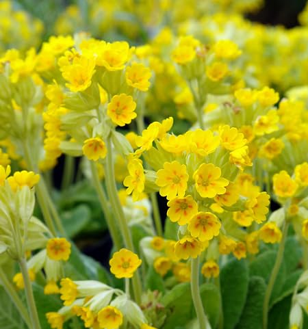 Semillas de flores de primavera amarillas (Primula Veris) – Ecológicas, de reliquia, sin OMG, con alta tasa de germinación para plantar en el jardín