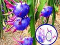 Blue Pitaya Fruit Seeds for Planting – Mixed Varieties Heirloom Non-GMO High Germination Organic Garden Seeds