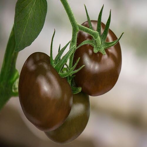 Brown Tomato Seeds – Heirloom, Non-GMO, High Germination Organic Garden Seeds Planting