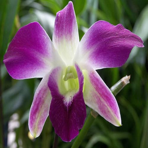 Purple Dendrobium Flowering Plant Seeds Heirloom Non-GMO High Germination Organic Garden Seeds for Planting