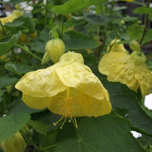 Yellow Abutilon Striatum Flower Seeds – Heirloom, Non-GMO, High Germination