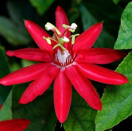 Red Passiflora Flower Seeds – Heirloom, Non-GMO, High Germination Seeds