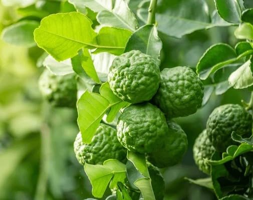 Kaffir Lime Fruit Seeds – Heirloom, Non-GMO, High Germination Organic Garden Seeds