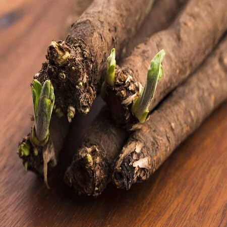 Salsify Seeds – Heirloom, Non-GMO, High Germination Organic Garden Seeds Planting