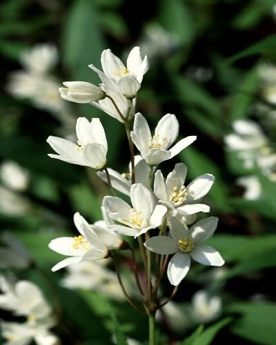 Deutzia Flower Seeds – Heirloom, Non-GMO, High Germination Organic Garden Seeds for Planting