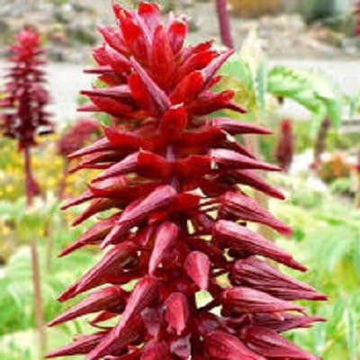 Red Melianthus Flower Seeds – Heirloom, Non-GMO, High Germination Organic Garden Seeds for Planting