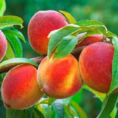 Red Peach Tree Seeds – Heirloom, Non-GMO, High Germination Organic Garden Seeds