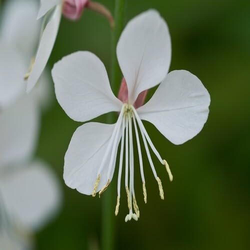 white gaura flower seeds