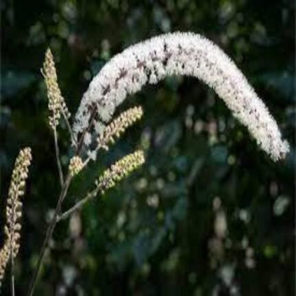 black white flower seeds