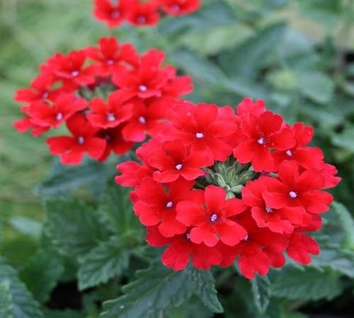 Verbena Hybrida Flower Seeds – Heirloom Non-GMO High Germination Organic Garden Seeds