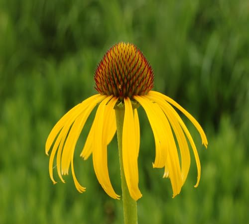 Yellow Ratibida Flower Seeds – Heirloom Non-GMO High Germination Organic Garden Seeds