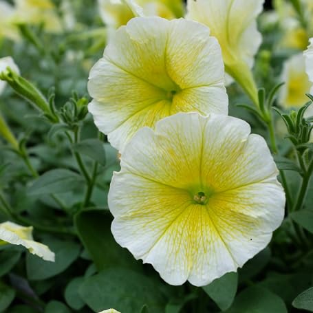 yellow white flower seeds