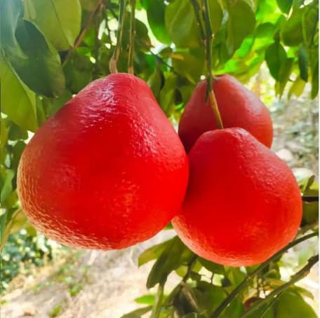 Red Pomelo Seeds – Heirloom, Non-GMO, High Germination Organic Garden Seeds