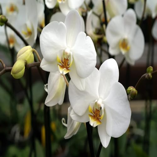 White Orchid Flower Seeds Heirloom Non-GMO High Germination Organic Garden Seeds