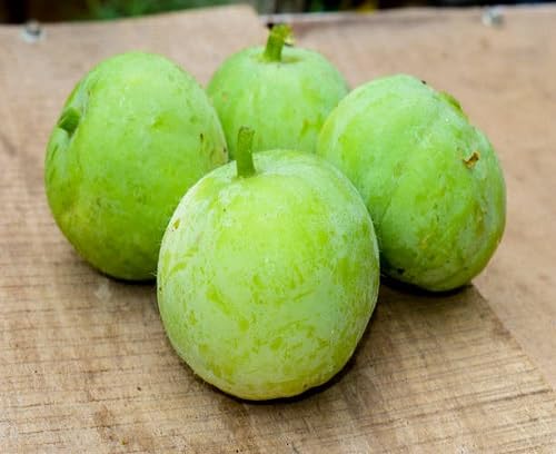 Tinda Seeds – Heirloom, Non-GMO, High Germination Organic Garden Seeds Planting