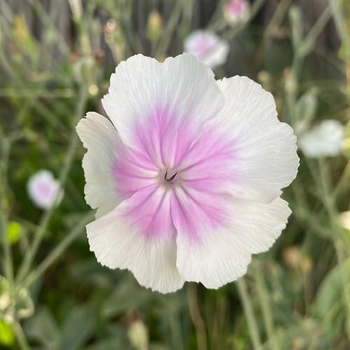 Pink White Lychnis Flower Seeds Heirloom Non-GMO High Germination Organic Garden Seeds for Planting