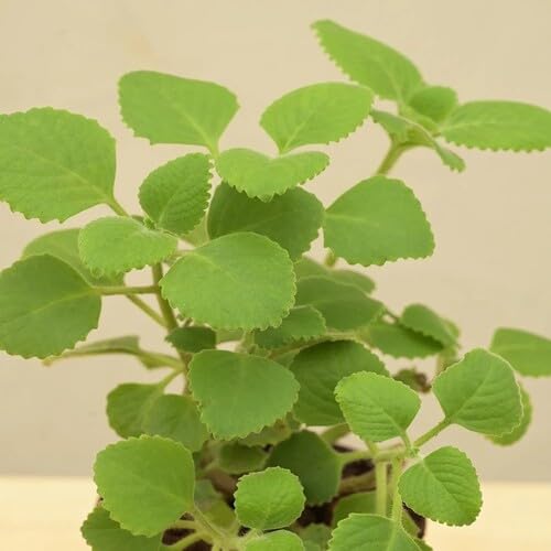 Green Cuban Oregano Plant Seeds Heirloom Non-GMO High Germination Organic Garden Seeds for Planting