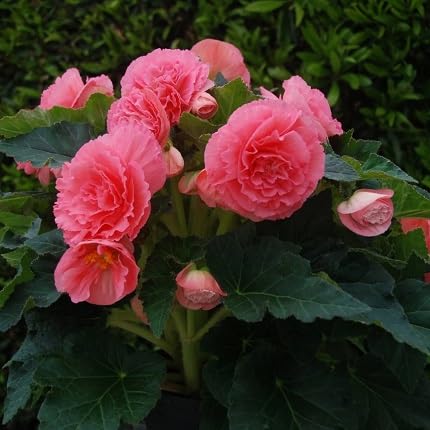 Semillas de flor de begonia rosa – Herencia, no transgénicas, alta germinación, semillas orgánicas para plantar