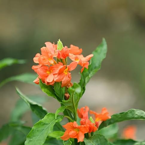 Crossandra Flower Seeds – Heirloom, Non-GMO, High Germination Organic Garden Seeds for Planting