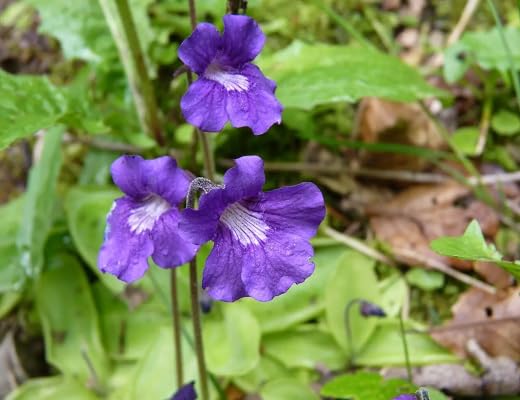 Purple Pinguicula Grandiflora Flower Seeds Heirloom Non-GMO High Germination Organic Garden Seeds for Planting