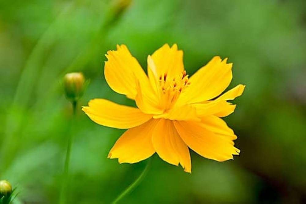 orange yellow flower seeds