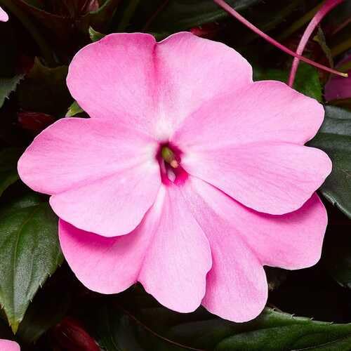 pink impatiens flower seeds