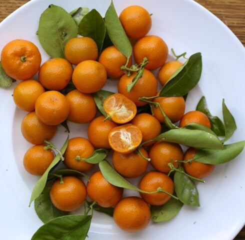 Orange Kumquat Seeds – Heirloom, Non-GMO, High Germination Organic Garden Seeds