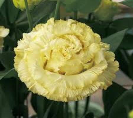 Lisianthus Yellow Flower Seeds – Heirloom Non-GMO High Germination Organic Garden Seeds
