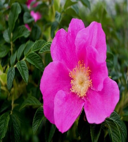 Rosa Rugosa (Pink) Blumensamen zum Pflanzen – Erbstück, gentechnikfrei, keimstark, Bio-Gartensamen