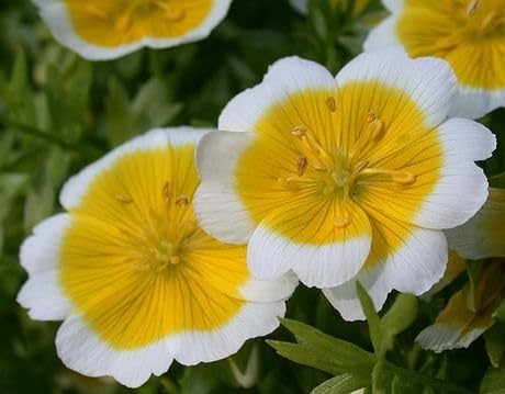 Limnanthes Flower Seeds White Yellow – Heirloom Non-GMO High Germination