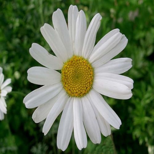 Pyrethrum Flower Seeds Heirloom Non-GMO High Germination Organic Garden Seeds for Planting