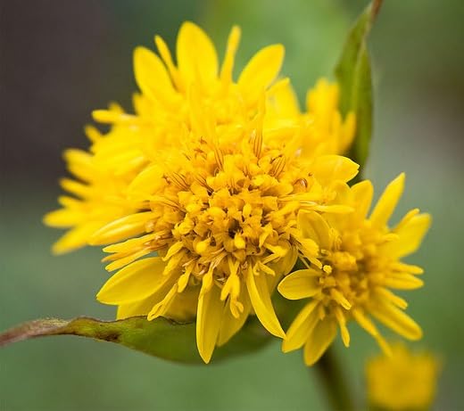 Solidago Flower Seeds for Planting – Heirloom, Non-GMO, High Germination Organic Garden Seeds