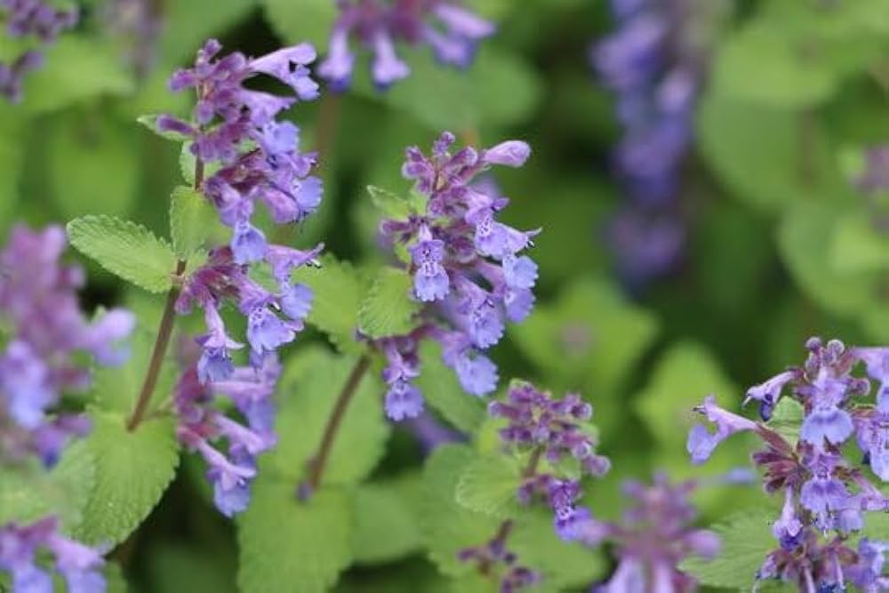 catnip nepeta flower seeds