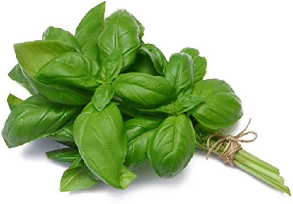 Genovese Basil herb seeds