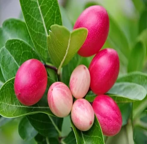 Semillas de Karonda Rosada – Heirloom, No-OGM, Semillas Orgánicas de Alta Germinación para Plantar en el Jardín