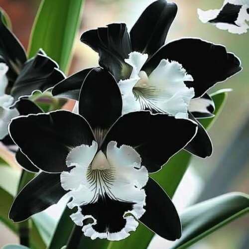 Schwarze Weiße Phalaenopsis Orchideen Samen – Alte Sorte Gentechnikfrei Hohe Keimfähigkeit Bio-Gartensamen