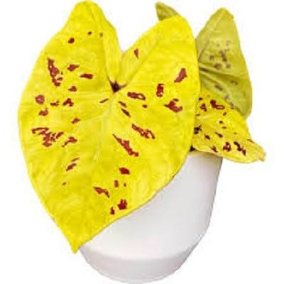 Yellow Caladium Flower Seeds for Planting – Heirloom, Non-GMO, High Germination Organic Garden Seeds
